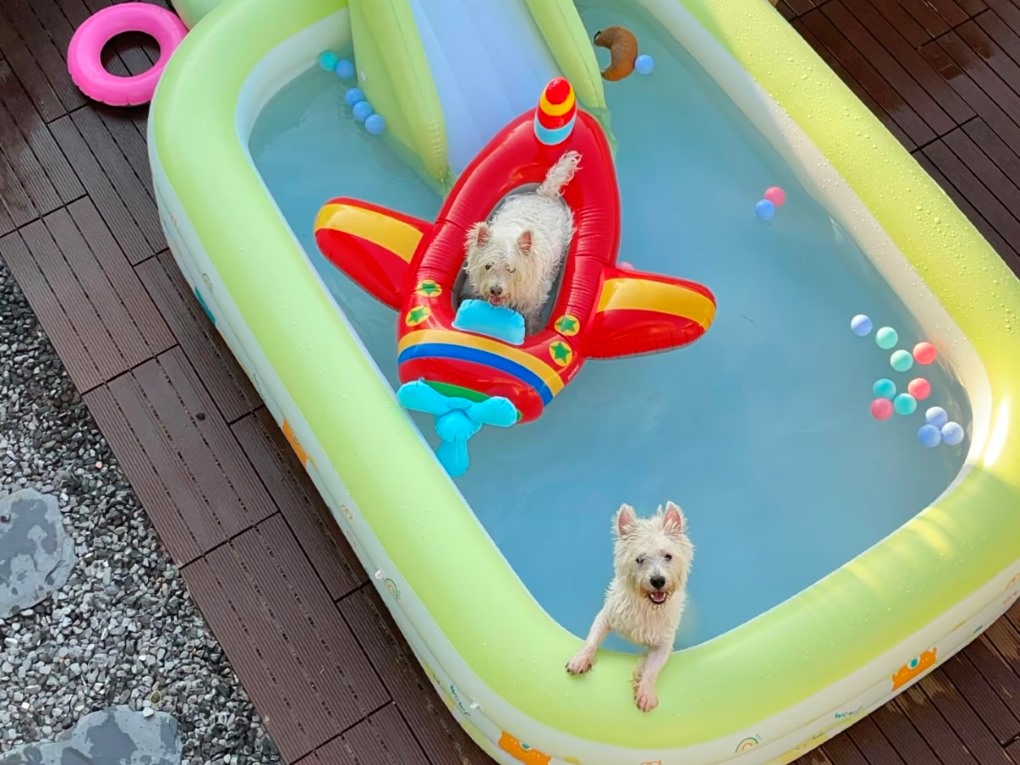 I benefici del divertimento acquatico per i cani e la comodità delle piscine gonfiabili